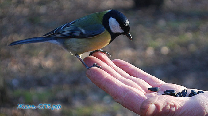 Где покормить птичек с руки в Петерурге