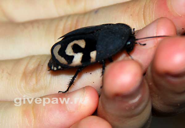 Узорчатый таракан Therea olegrajeani