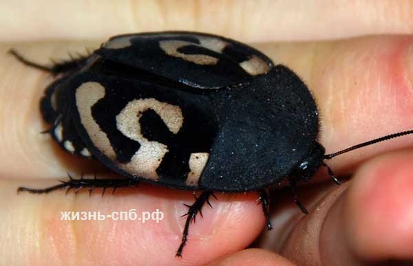 Экзотические живые насекомые - Узорчатый таракан