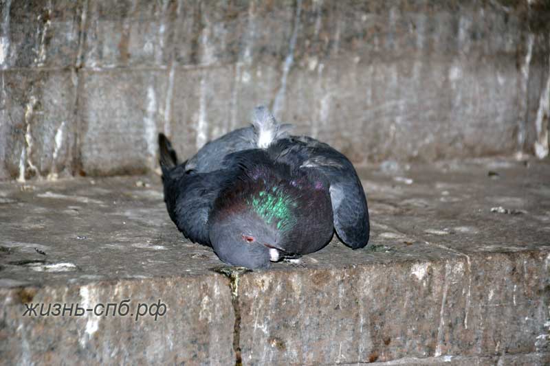 Мертвый голубь на ступенях жилого дома