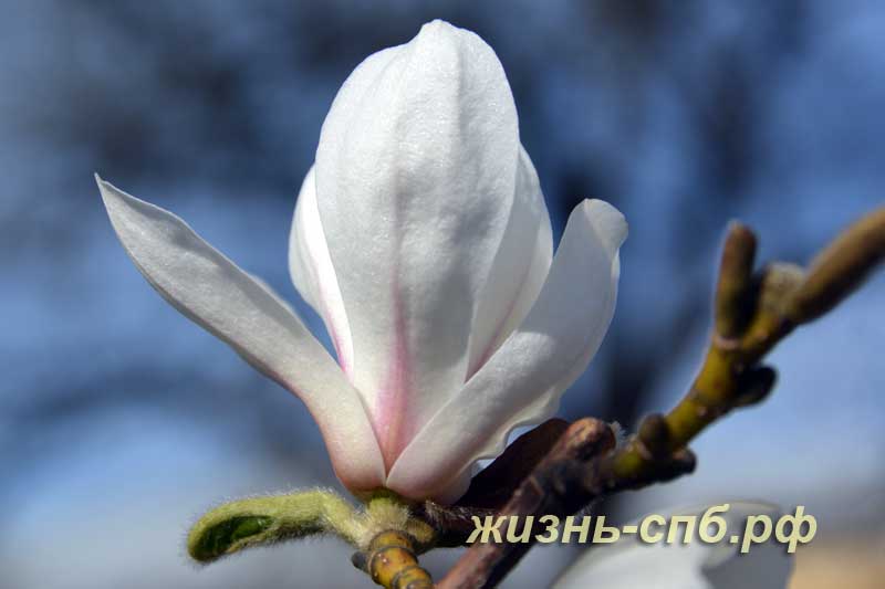 Белый цветок магнолии в ботаническом саду Питера