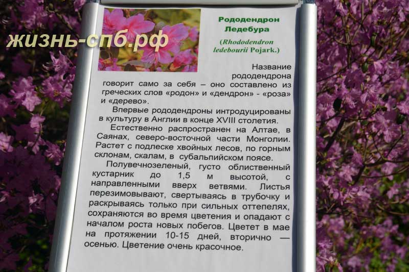 Цветущий кустарник рододендрон Ледебура в ботаническом саду Петербурга