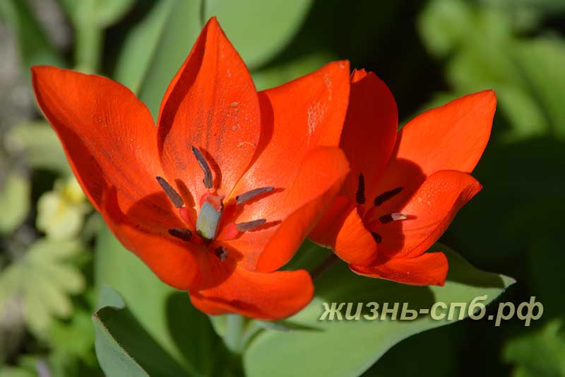 Красный тюльпан - весенняя коллекция живых цветов Ботанического сада Петербурга