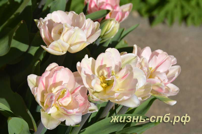 Цветущие розовые тюльпаны